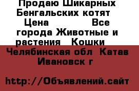 Продаю Шикарных Бенгальских котят › Цена ­ 17 000 - Все города Животные и растения » Кошки   . Челябинская обл.,Катав-Ивановск г.